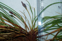 Carex tonsa