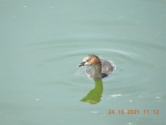 Tachybaptus ruficollis