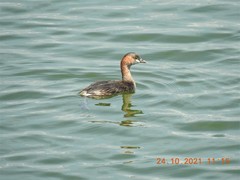 Tachybaptus ruficollis