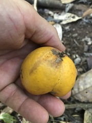 Siphonodon membranaceus