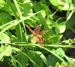 Brachythemis contaminata