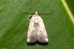 Lepidoptera