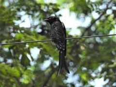 Dicrurus macrocercus