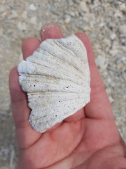Hippopus