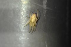 Larinia directa