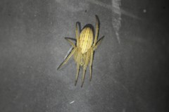 Larinia directa