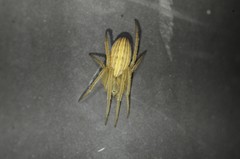 Larinia directa