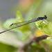 Black Threadtail - Photo (c) budak, some rights reserved (CC BY-NC), uploaded by budak