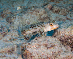 Dactyloptena orientalis