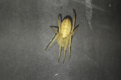 Larinia directa