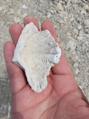 Hippopus