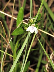 Justicia anagalloides