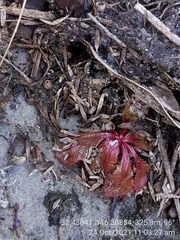 Drosera tubaestylis