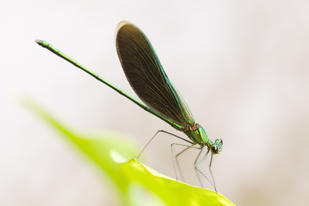 Green Metalwing