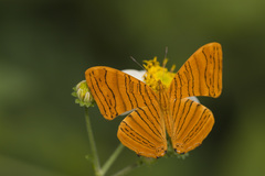 Chersonesia intermedia