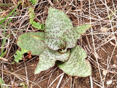 Ledebouria ovatifolia