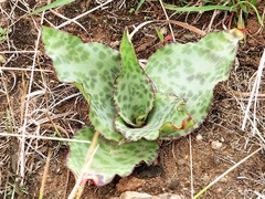 Ledebouria ovatifolia