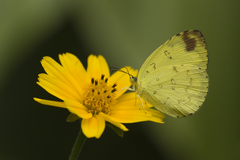 Eurema simulatrix