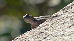Sceloporus smaragdinus