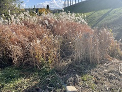 Miscanthus sacchariflorus