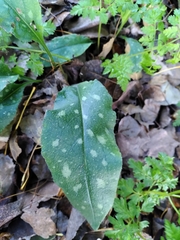 Pulmonaria affinis