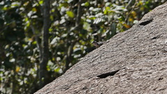 Sceloporus smaragdinus