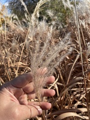 Miscanthus sacchariflorus