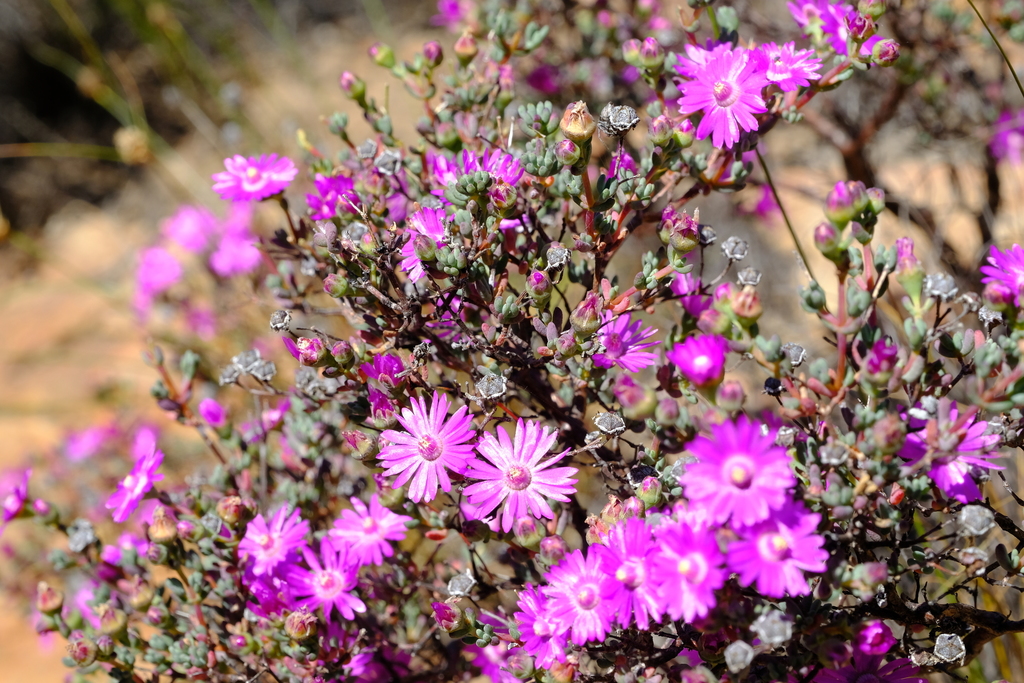Ruschiella henricii