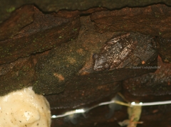 Polypedates cruciger