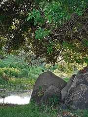 Copsychus saularis ceylonensis
