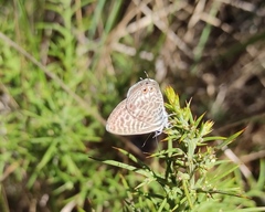 Leptotes pirithous pirithous