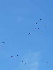 Dendrocygna javanica