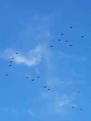 Dendrocygna javanica