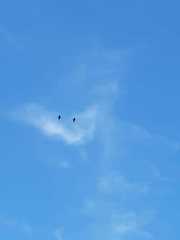 Dendrocygna javanica