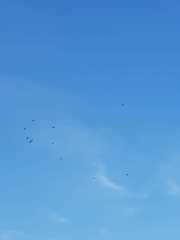 Dendrocygna javanica