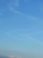 Haliaeetus leucogaster