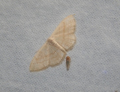 Scopula