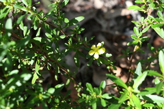 Hibbertia diffusa