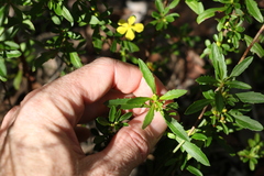 Hibbertia diffusa