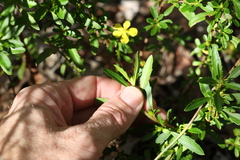 Hibbertia diffusa