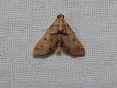 Stemmatophora