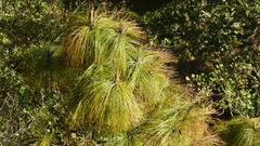 Pinus maximinoi