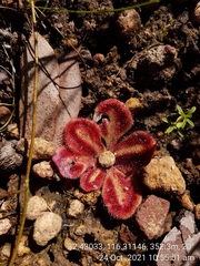 Drosera squamosa