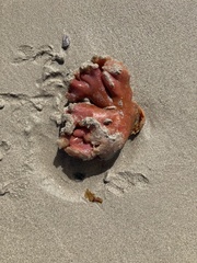 Pyura stolonifera