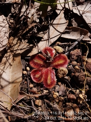 Drosera squamosa