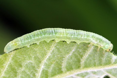 Euura viduata