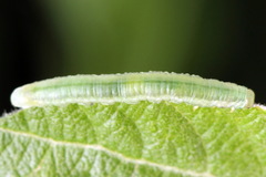 Euura viduata
