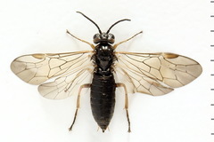 Euura viduata