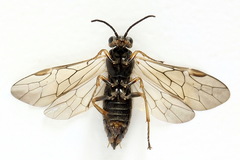 Euura viduata