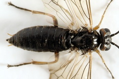 Euura viduata